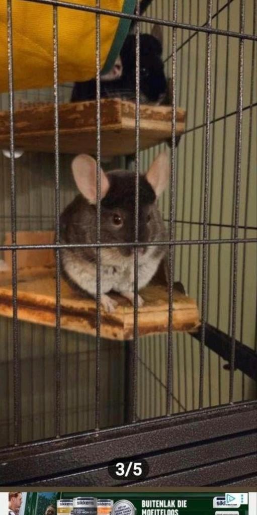 2 chinchillas zoeken nieuw thuis ( eventueel met kooi ), Januari, Vrouwelijk, Chinchilla