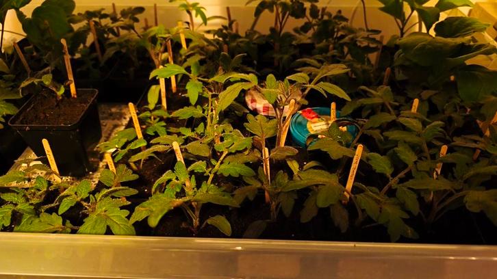 Diverse (bijzondere) tomatenplantjes, Tuin en Terras, Planten | Tuinplanten, Eenjarig, Groenteplanten, Volle zon, Ophalen of Verzenden