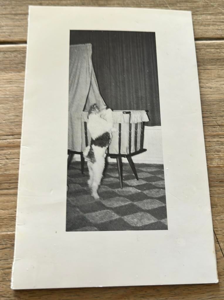 Zaandam,,28/03/1969:::Marjolein, Ophalen of Verzenden, 1960 tot 1980, Zo goed als nieuw, Overige onderwerpen