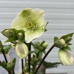 Helleborus (kerstroos), exclusieve soorten, Ophalen of Verzenden, Winter, Vaste plant, Halfschaduw