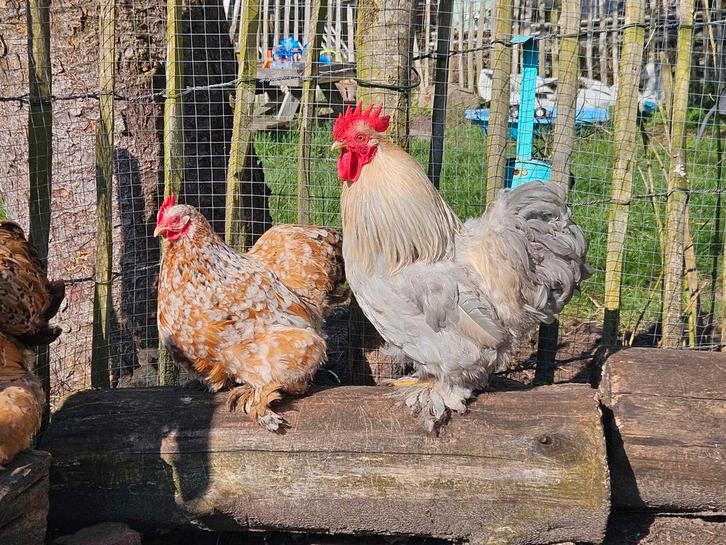 Cochin kriel haantje isabel, Dieren en Toebehoren, Pluimvee, Kip, Mannelijk