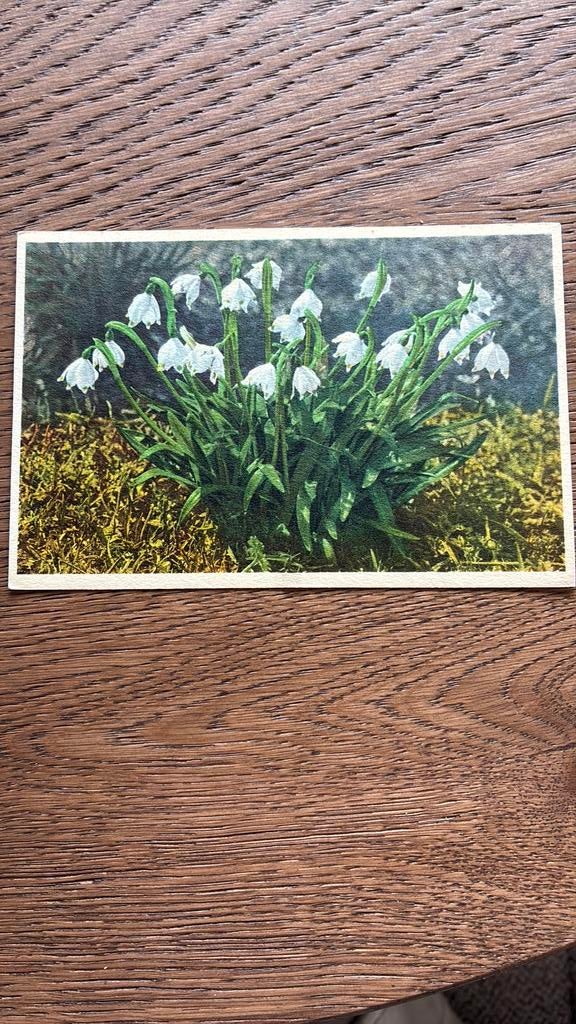 Bloemen. Sneeuwklokjes., Ophalen of Verzenden, Ongelopen