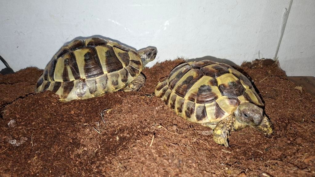 Testudo hermanni griekse landschildpadden Tortoise - female for sale from M.p