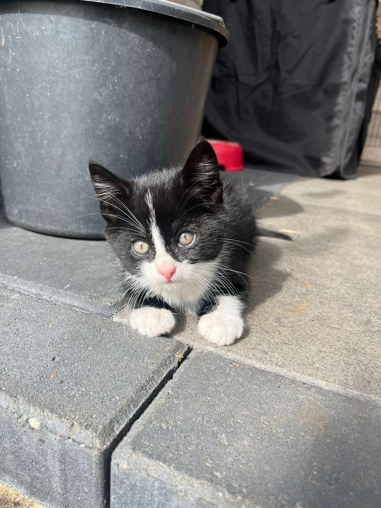 Kittens, Meerdere dieren, Kortharig, 0 tot 2 jaar