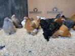 Cochin kriel kippen verschillende kleuren, gesekst + ingeënt, Dieren en Toebehoren, Pluimvee, Vrouwelijk, Kip