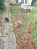 Te koop twee pomeriaan/dwergkees teefjes met stamboom van 5, Overige rassen, Teef, Meerdere, 3 tot 5 jaar