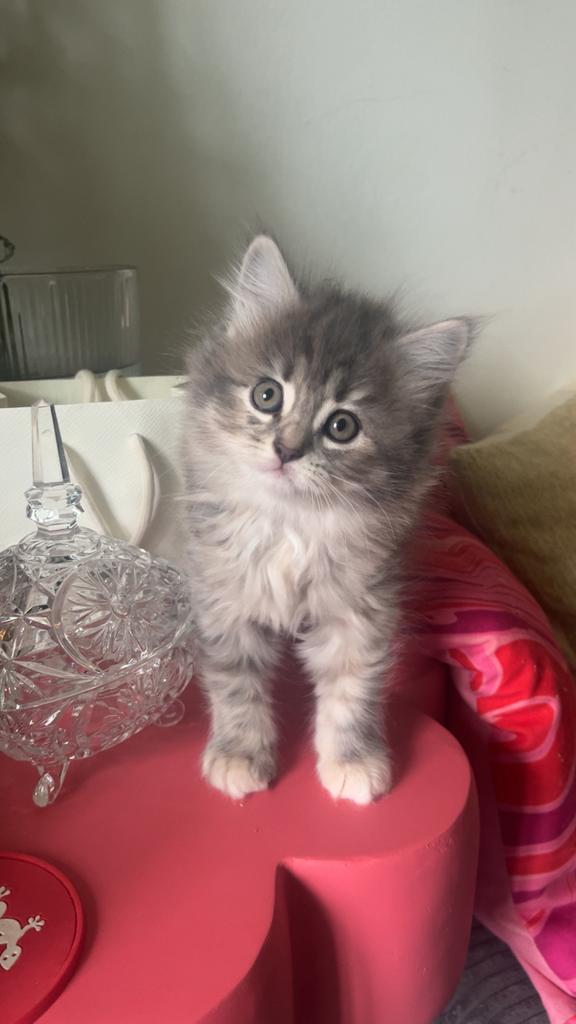 3 Prachtige Kittens (Mix Ragdoll x Brits Korthaar), Dieren en Toebehoren, Katten en Kittens | Overige Katten, Meerdere dieren