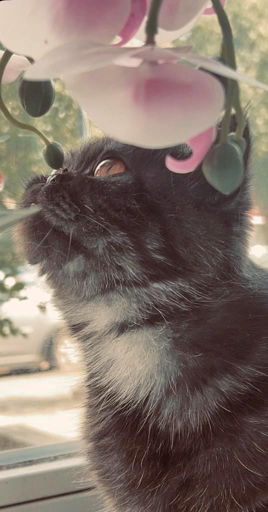 Exotic&pers, Dieren en Toebehoren, Katten en Kittens | Overige Katten, Langharig, Poes, 0 tot 2 jaar