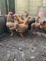 Verschillende kleuren Wyandotte kriel hennen te koop, Dieren en Toebehoren, Pluimvee, Vrouwelijk, Kip