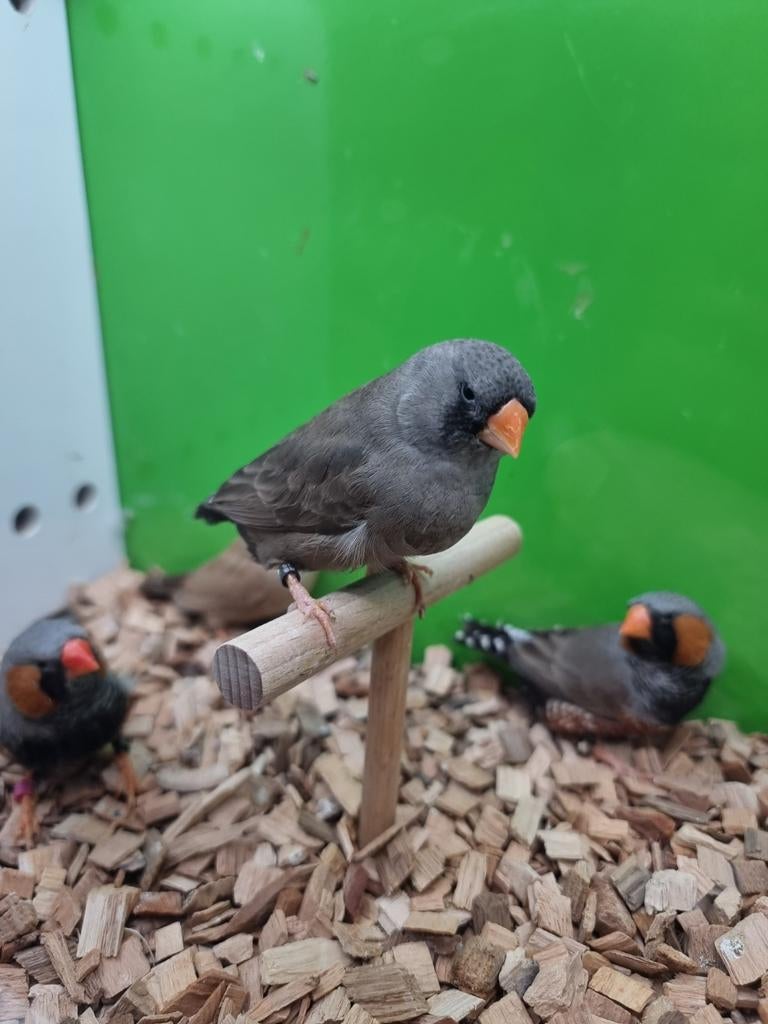 Te koop koppelen charcoal bruin, Meerdere dieren