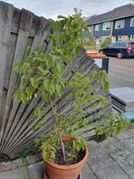 Sering boom, Tuin en Terras, Planten | Bomen, Ophalen of Verzenden, Lente, Volle zon, Overige soorten