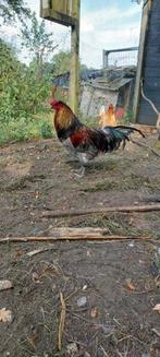Haan kruising araucana / schijndelaar, Mannelijk, Kip