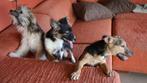 Lieve speelse puppys de hondjes zijn HEEL lief, Dieren en Toebehoren, Honden | Jack Russells en Terriërs, Rabiës (hondsdolheid)