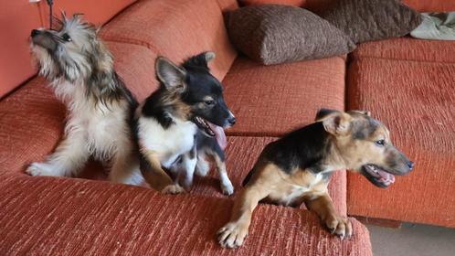 Lieve speelse puppys de hondjes zijn HEEL lief, Dieren en Toebehoren, Honden | Jack Russells en Terriërs, Meerdere dieren, Jack Russell Terriër