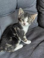 Lieve boerderij kittens om uit te zoeken!, Dieren en Toebehoren, Katten en Kittens | Overige Katten, Meerdere dieren, Kortharig