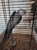 Valkparkiet man, Dieren en Toebehoren, Mannelijk, Parkiet