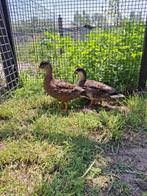 Koppeltje hollandse kwakertjes. Wildkleur., Dieren en Toebehoren, Pluimvee, Meerdere dieren, Eend