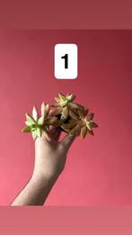 Mooie Sedum nussbaumerianum, Ophalen of Verzenden, Halfschaduw, Minder dan 100 cm