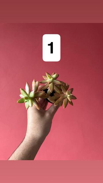 Mooie Sedum nussbaumerianum beschikbaar voor biedingen