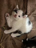 Twee lieve kittens zoeken een gouden mandje!, Dieren en Toebehoren, Meerdere dieren, Ontwormd, 0 tot 2 jaar