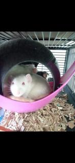 4 Dames Ratten, Dieren en Toebehoren, Rat, Vrouwelijk, Mei, Tam