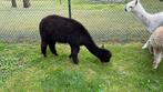 Alpaca merrie zwart(6j) met zwart merrieveulen aan de voet, Dieren en Toebehoren, Overige Dieren, Vrouwelijk