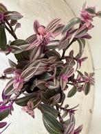 Tradescantia pink fury, Ophalen of Verzenden, Halfschaduw, Minder dan 100 cm