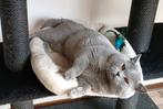 Champ Blauwe britse korthaar kater met stamboom voor dekking, 3 tot 5 jaar