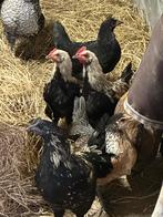 Koppeltje kippies, Dieren en Toebehoren, Pluimvee, Meerdere dieren, Kip