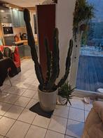 Grote cactus, Ophalen, 150 tot 200 cm, In pot, Cactus