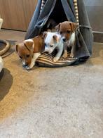 Laagbenige en kortharige Jack russel pups, Dieren en Toebehoren, Honden | Jack Russells en Terriërs, Rabiës (hondsdolheid), Jack Russell Terriër