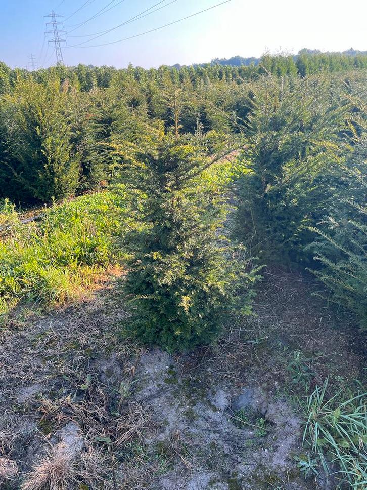 Taxus Baccata - Venijnboom, Tuin en Terras, Planten | Bomen, Overige soorten, 100 tot 250 cm, Halfschaduw, Bloeit niet, Ophalen