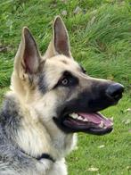 Oost Europese herder pup met stamboom, Dieren en Toebehoren, 15 weken tot 1 jaar, Reu, CDV (hondenziekte), Eén hond