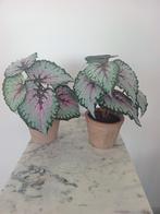 Set van 2 Kunstplantjes - Decoratief en Onderhoudsvrij, Ophalen, Zo goed als nieuw, Binnen