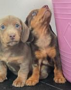 2 Teckel pups zoeken nog liefdevol huis, Dieren en Toebehoren, Reu, CDV (hondenziekte), 8 tot 15 weken, Korthaar