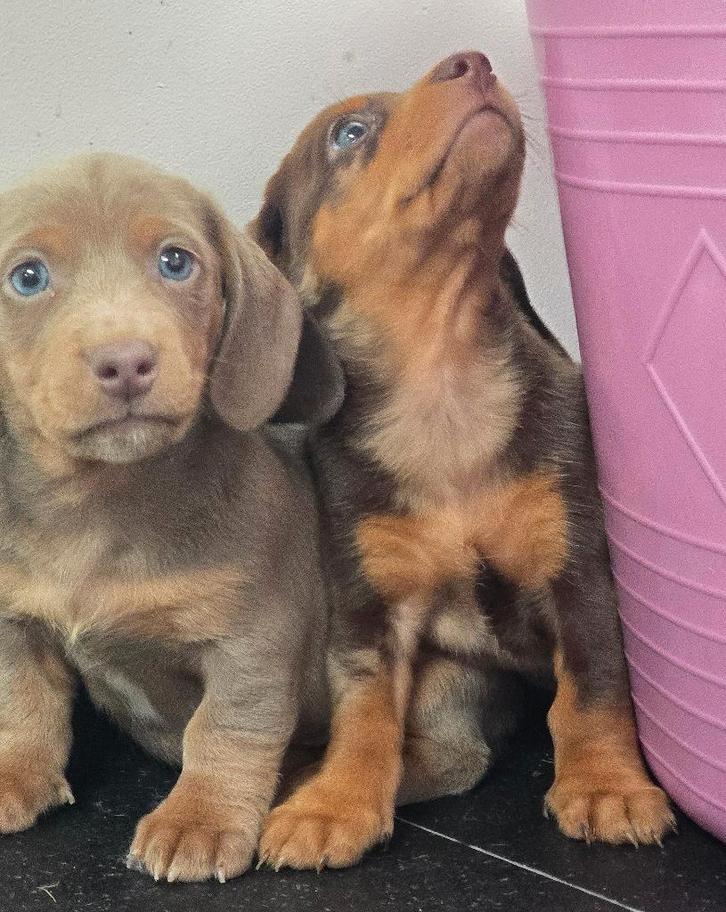 2 Teckel pups zoeken nog liefdevol huis, Dieren en Toebehoren, Honden | Teckels en Dashonden, Reu, Korthaar, Dwerg, Particulier