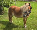 Super knappe en lieve 2-jarige (stamboek) hengst, Dieren en Toebehoren, 0 tot 2 jaar, Hengst, A pony (tot 1.17m), Recreatiepony