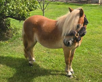 Super knappe en lieve 2-jarige (stamboek) hengst beschikbaar voor biedingen