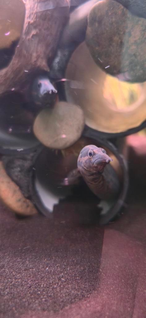 Te koop: Stekelaal – mastacembelus armatus, Dieren en Toebehoren, Overige Dieren, Geslacht onbekend, Augustus