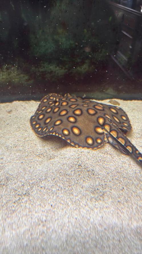 Hybride rog man bijna jaar oud zoetwater, Dieren en Toebehoren, Vissen | Aquariumvissen, Vis