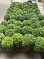 Taxus bollen leverbaar tot 200 cm. Prijs vanaf euro 35,-., Ophalen, Taxus, Minder dan 100 cm