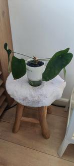 Anthurium Nigrolaminum gigi x Forgetti Green Bullate, Huis en Inrichting, Kamerplanten, Overige soorten, In pot, Minder dan 100 cm