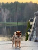 Shikoku puppies, Dieren en Toebehoren, Fokker | Hobbymatig, Rabiës (hondsdolheid), Overige rassen, 8 tot 15 weken