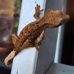 Prachtige superdalmatian wimpergekko/crested gecko, Dieren en Toebehoren, Hagedis, 0 tot 2 jaar