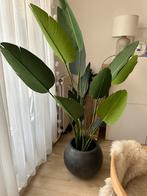 Strelitzia Nicolai 190cm kunstplant incl. pot, Ophalen, Halfschaduw, 150 tot 200 cm
