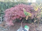 Japanse esdoorn acer palmatum, Tuin en Terras, Planten | Bomen, Ophalen, Bloeit niet, Halfschaduw, Overige soorten