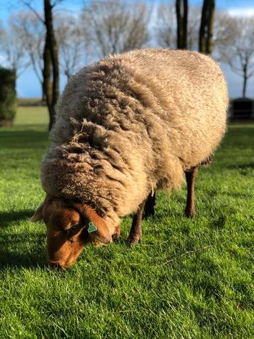 Schapenvacht / wol van Coburger Fuchs schapen