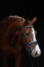De ultieme kinderpony, Merrie, B, Gechipt, 3 tot 6 jaar