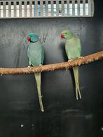 Halsbandparkiet | Aqua man x aqua bont pop, Dieren en Toebehoren, Vogels | Parkieten en Papegaaien, Meerdere dieren, Parkiet, Geringd