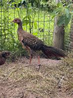 3-3 swinhoe fazant onverwant en geringd, Dieren en Toebehoren, Pluimvee, Meerdere dieren, Overige soorten